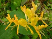 lonicera tellmanniana.JPG